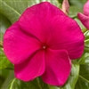 Vinca Cora XDR Hotgenta