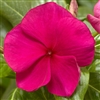 Vinca Cora XDR Hotgenta