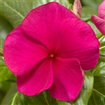 Vinca Cora XDR Hotgenta