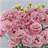 Lisianthus Celeb 3 Raspberry Pellets