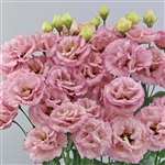 Lisianthus Celeb 3 Raspberry Pellets