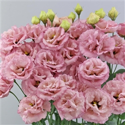 Lisianthus Celeb 3 Raspberry Pellets