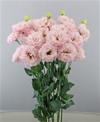 Lisianthus Celeb 2 Queen Pellets