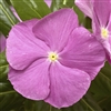 Vinca Cora Cascade Lavender/Eye