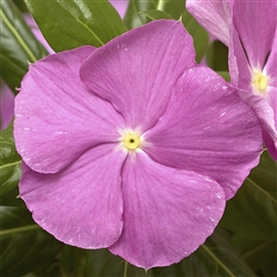 Vinca Cora Cascade Lavender/Eye