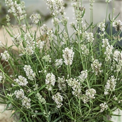 Lavender Ellagance White