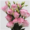 Lisianthus Celeb 2 Misty Pink Pellets