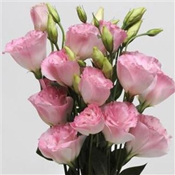 Lisianthus Celeb 2 Misty Pink Pellets