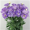 Lisianthus Celeb 2 Blue Flash Pellets