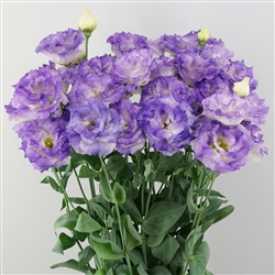 Lisianthus Celeb 2 Blue Flash Pellets