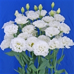 Lisianthus Celeb 2 Swan Pellets