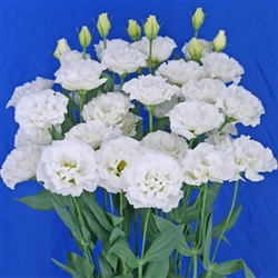 Lisianthus Celeb 2 Swan Pellets