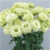 Lisianthus Celeb 3 Green MAX Pellets