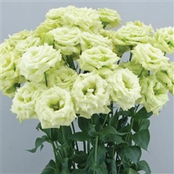 Lisianthus Celeb 3 Green MAX Pellets