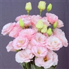 Lisianthus Jasny 3 Pink Pellets