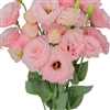 Lisianthus Allemande 2 Lt Pink Pellets