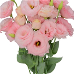 Lisianthus Allemande 2 Lt Pink Pellets