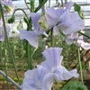 Sweet Pea Wint.S'shine Light Blue