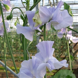 Sweet Pea Wint.S'shine Light Blue