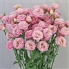 Lisianthus Arosa 2 Light Pink Pellets