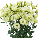 Lisianthus Arosa 4 Green Pellets