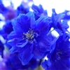 Delphinium Bijou Aquamarine