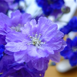 Delphinium Bijou Blue Bicolour