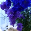 Delphinium Bijou Lavender