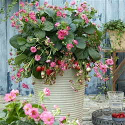 Strawberry Summer Breeze Cherry