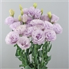 Lisianthus Megalo 2 Light Wisteria_disc