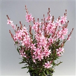 Gaura Emmeline Pink Bouquet