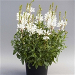 Gaura Emmeline White