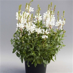 Gaura Emmeline White