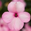 Impatiens Imara Pink