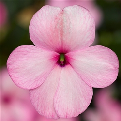 Impatiens Imara Pink