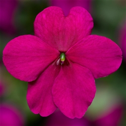 Impatiens Imara Purple