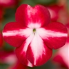 Impatiens Imara Red Star