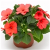 Impatiens Imara Salmon Shades