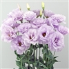 Lisianthus Celeb1 Lavender Pellets