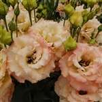 Lisianthus Celeb 2 Apricot Pellets