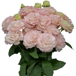 Lisianthus Charconne 2 Light Pink Pellets