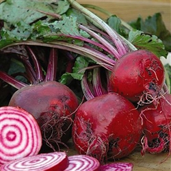 Beetroot Chioggia