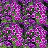 Dianthus IQ Blueberry Picotee