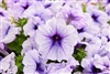 Petunia Limbo Silver Blue Pellets