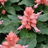 Salvia Reddy Pink