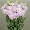 Lisianthus Celeb 2 Lavender Pellets