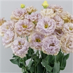 Lisianthus Celeb 2 Blue Chateau Pellets