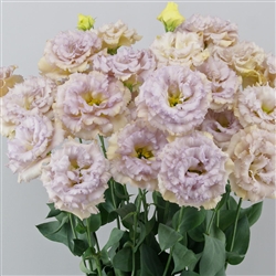Lisianthus Celeb 2 Blue Chateau Pellets