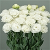 Lisianthus Wedding 2 Kiss