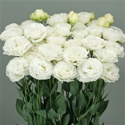 Lisianthus Wedding 2 Kiss